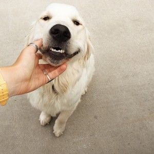 Meet your Posher, Reign